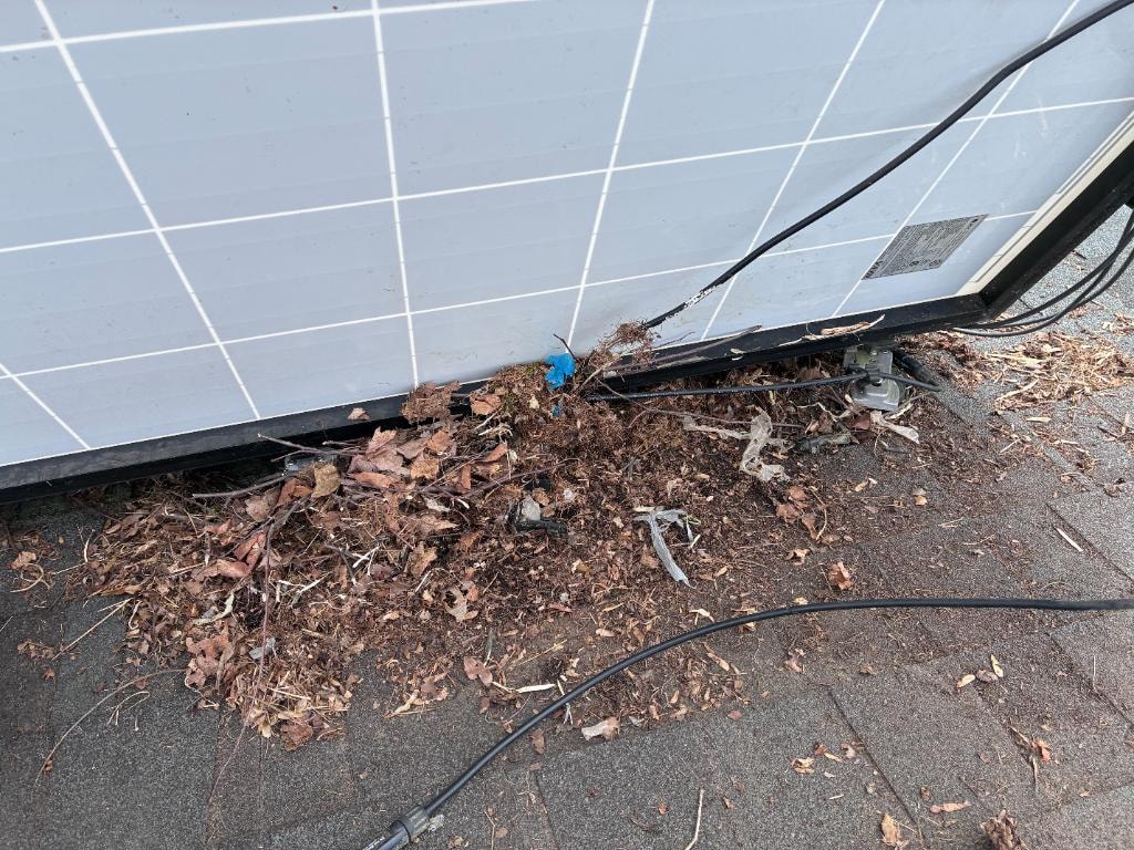 Pest Damage Repair